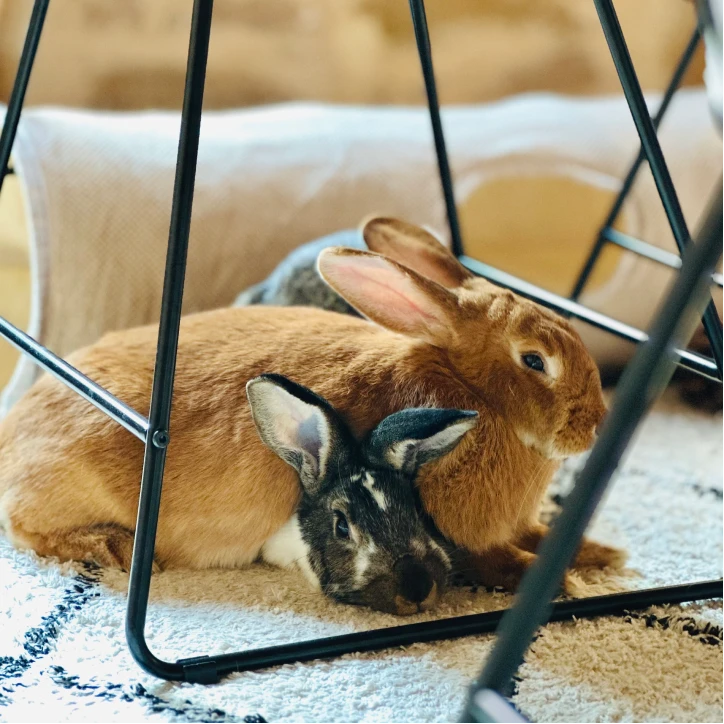 lestudial armand lyra